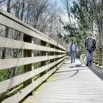 Imelda Jones, left, and Richard Wade, both of Port Angeles, along with the dog, Archie, walk along the Morse Creek trestle near Port Angeles. The trestle, part of the abandoned Chicago, Milwaukee, St Paul and Pacific railroad grade, is a key span on the Olympic Discovery Trail. (KEITH THORPE/PENINSULA DAILY NEWS)