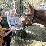 Kylie Jenkins of Mesa, Ariz., along with her children, Embree Jenkins, 11, left, and Tenney Jenkins, 2, feed a carrot to Poncho, an Olympic National Park trail mule, during Junior Ranger Day at the Olympic National Park visitor center on Saturday in Port Angeles. The event, part of the nationwide National Park Week, was designed to expose youth and adults to the outdoors experience and learn about what the national park system has to offer. (Keith Thorpe/Peninsula Daily News)