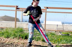 Port Angeles High School junior Jamie Robinson is one of many students helping prepare the schools community garden for a plant sale on Saturday. All proceeds will be dedicated to the schools garden program. (Paula Hunt/Peninsula Daily News)