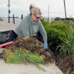 Greta Low of Agnew pulls weeds from the garden area at Pebble Beach Park next to the Field Arts & Events Hall in Port Angeles during Saturdays third annual Big Spruce Up. About 75 people took part in the effort to tidy up portions of the downtown area in an event hosted by the Port Angeles Chamber of Commerce, PA Realty and ElevatePA. (Keith Thorpe/Peninsula Daily News)