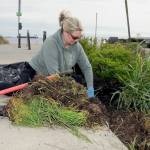 Greta Low of Agnew pulls weeds from the garden area at Pebble Beach Park next to the Field Arts & Events Hall in Port Angeles during Saturdays third annual Big Spruce Up. About 75 people took part in the effort to tidy up portions of the downtown area in an event hosted by the Port Angeles Chamber of Commerce, PA Realty and ElevatePA. (Keith Thorpe/Peninsula Daily News)