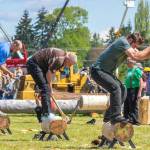 The Logging Show, seen in 2022, returns to the Sequim Irrigation Festival with several events, including a Loggers Ball and fireworks Friday. (Emily Matthiessen/Olympic Peninsula News Group)