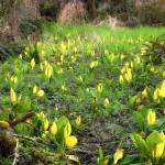 Skunk Cabbage
Roger Mosley