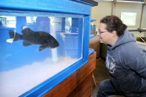Tamara Galvin, facilities manager for the Feiro Marine Life Center in Port Angeles, watches as Rocky, the centers black rockfish, explores his new viewing tank. (Keith Thorpe/Peninsula Daily News)