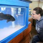 Tamara Galvin, facilities manager for the Feiro Marine Life Center in Port Angeles, watches as Rocky, the centers black rockfish, explores his new viewing tank. (Keith Thorpe/Peninsula Daily News)