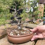 Bonsai trees like these grown by Ron Quigley and Evan Miller will be on display for the Dungeness Bonsai Societys show Saturday in Pioneer Memorial Park. (Matthew Nash/ Olympic Peninsula News Group)