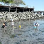 Jill Zarzeczny of Port Angeles, left, and her children, Althea Zarzeczny, 4, and Lupine Zarzeczny, 9, look for marine life beneath the sand during Tuesdays low tide at Hollywood Beach in Port Angeles. (KEITH THORPE/PENINSULA DAILY NEWS)