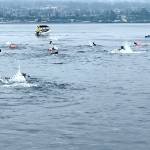 Participants in the Maritime Festivals Orca Bait Swim head out from Ediz Hook across the harbor to Pebble Beach. The inaugural event drew 12 swimmers and three orcas, whose paths did not happen to meet over the 1 1/2-mile course. (Paula Hunt/Peninsula Daily News)