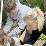 Clallam County 4-H participants Cole Anderson, left, and Zoey Van Gordon practice judging and evaluating Boer goats at a practice session for the state Livestock Judging Contest on Saturday in Moses Lake. Last years team of Anderson, Van Gordon, Asha Swanberg and Lukas Teague won first place in the team competition. (Paula Hunt/Peninsula Daily News)