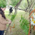 Leticia Iegre of Port Angeles adds to a Nature Weaving artwork during the Summertide Solstice Art Festival on Saturday at the Port Angeles Fine Arts Center and adjoining Websters Woods Sculpture Park. The event served as a celebration of the coming of summer with a variety of food, music and outdoor activities. (Keith Thorpe/Peninsula Daily News)