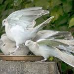 Neah Bay Doves is among Kerry Tremains photos in Outside In, the large-scale exhibition to open today at Northwind Arts Jeanette Best Gallery in downtown Port Townsend. (Kerry Tremain)