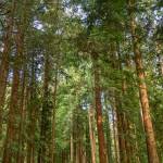 Photo by John Gussman / A hiker enjoys the gentle trail at the Lyre Conservation Area, near Joyce, which is managed by North Olympic Land Trust for fish and wildlife habitat as well as public recreation.