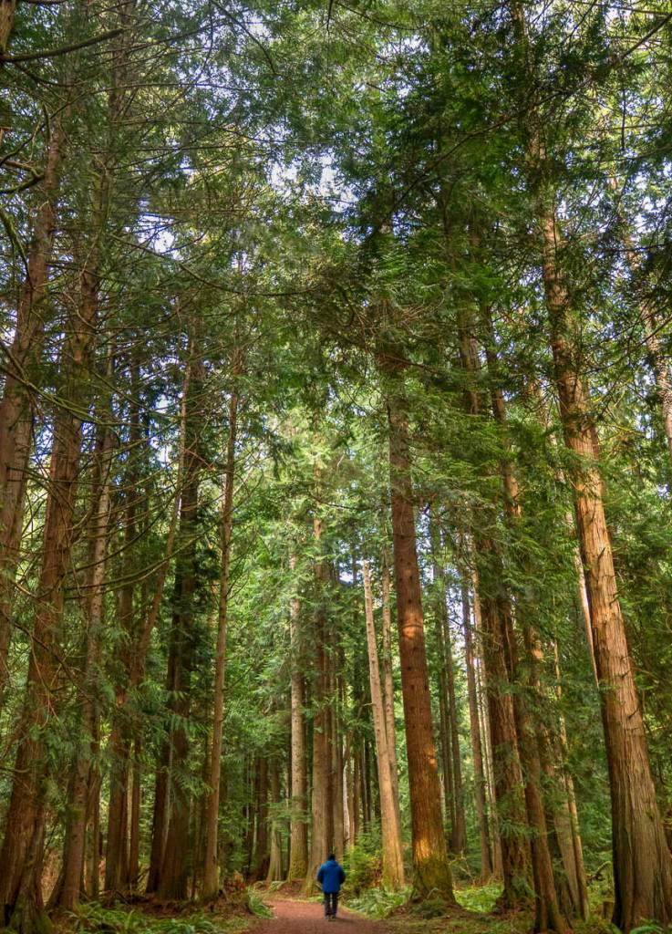 Photo by John Gussman / A hiker enjoys the gentle trail at the Lyre Conservation Area, near Joyce, which is managed by North Olympic Land Trust for fish and wildlife habitat as well as public recreation.