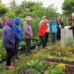 Bob Cain, far right, offers advice to participants at June 10 Second Saturday Garden Walk. Learn from WSU Extension Master Gardeners Jan Bartron, Bob Cain, Laurel Moulton, and Audreen Williams on Saturday, July 8. (Photo courtesy of Clallam County Master Gardeners)