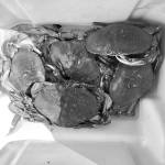 Crabbers hauled in limits of Dungeness crab like this around the North Olympic Peninsula during the opening weekend of the summer recreational crabbing season.