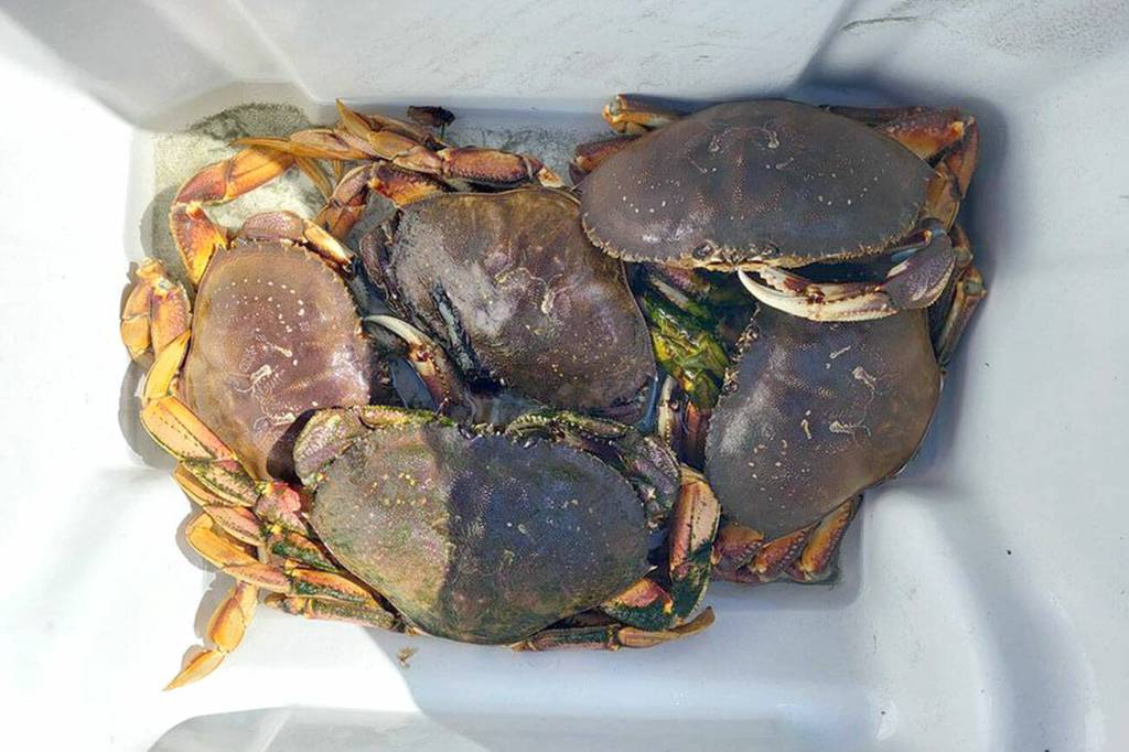 Crabbers hauled in limits of Dungeness crab like this around the North Olympic Peninsula during the opening weekend of the summer recreational crabbing season.