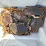 Crabbers hauled in limits of Dungeness crab like this around the North Olympic Peninsula during the opening weekend of the summer recreational crabbing season.