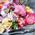 Andrew May/For Peninsula Daily News
Weekly deadheading and disbudding will not only give you a long lasting supply of cut flowers, it will also give you amazing color in the garden. The results pictured are after just one week of work.