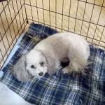 Buddy, a miniature poodle belonging to the owners of a home that exploded in Sequim on Tuesday evening, was recovered by neighbors with what appeared to be only small wounds. The dog, which had tags and is microchipped, was taken to Greywolf Veterinary Hospital on Thursday, according to Amy Grice, the neighbor who found him. (Amy Grice)