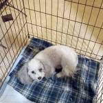 Buddy, a miniature poodle belonging to the owners of a home that exploded in Sequim on Tuesday evening, was recovered by neighbors with what appeared to be only small wounds. The dog, which had tags and is microchipped, was taken to Greywolf Veterinary Hospital on Thursday, according to Amy Grice, the neighbor who found him. (Amy Grice)