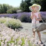Varia Miller, 5, of Issaquah, decides which row of lavender to visit next for picking during a visit on Friday to Lavender Connection, one of 18 farms taking part in Lavender Weekend in and around Sequim. (KEITH THORPE/PENINSULA DAILY NEWS)