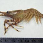 A Puget Sound coonstripe dock shrimp. (Washington Department of Fish and Wildlife)