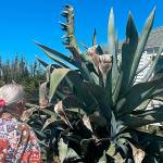 This agave plant, pictured in 2020, was bought nearly 30 years ago by Isobel Johnston when it was about the size of a baseball, and it's now preparing to bloom with a sprout that could grow more than 25 feet tall. (Matthew Nash/Olympic Peninsula News Group)