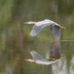 “Gliding Great Blue Heron” by Kerry Tremain pictures one of the scores of avian species at Kah Tai Lagoon. The nature park is the topic of a free illustrated talk today at Port Townsend’s Jeanette Best Gallery. (KERRY TREMAIN)