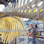 Steve Mullensky/for Peninsula Daily News 

Visitors to Union Wharf in downtown Port Townsend read information about a North Pacific gray whale that was stranded on a beach in Port Ludlow and died in 2019 as they look at a display of the 42-foot whale’s skeleton on Union Wharf in Port Townsend. The skeleton, which was dedicated on Tuesday after it had been put together in July, “is attracting a lot of attention,” said Liesl Slabaugh, development and marketing director for the Port Townsend Marine Life Center. She said personnel at the center hoped the exhibit would inspire awareness and curiosity ”about this whole world that is under the water and our interdependence with it… We need to respect their home.”