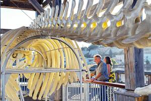 Steve Mullensky/for Peninsula Daily News 

Visitors to Union Wharf in downtown Port Townsend read information about a North Pacific gray whale that was stranded on a beach in Port Ludlow and died in 2019 as they look at a display of the 42-foot whale’s skeleton on Union Wharf in Port Townsend. The skeleton, which was dedicated on Tuesday after it had been put together in July, “is attracting a lot of attention,” said Liesl Slabaugh, development and marketing director for the Port Townsend Marine Life Center. She said personnel at the center hoped the exhibit would inspire awareness and curiosity ”about this whole world that is under the water and our interdependence with it… We need to respect their home.”
