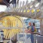 Visitors to Union Wharf in downtown Port Townsend read information about a North Pacific gray whale that was stranded on a beach in Port Ludlow and died in 2019 as they look at a display of the 42-foot whales skeleton on Union Wharf in Port Townsend. (Steve Mullensky/for Peninsula Daily News)