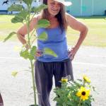 Brigette Buckley of Sequim checks in her sunflowers for early judging on Wednesday at the Clallam County Fair in Port Angeles. (Keith Thorpe/Peninsula Daily news)