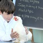 Rowan Geraco, 6, of Port Angeles, a member of the East Clallam County 4H Livestock Club, shows his white Cochin chicken for judging on Thursday at the Clallam County Fair in Port Angeles. (Keith Thorpe/Peninsula Daily News)