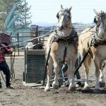 Jeff Lee of Vancouver, Wash., controls a pair of draft horses during a power pulling demonstration on Friday in the grandstand arena at the Clallam County Fair. (Keith Thorpe/Peninsula Daily News)