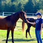 Arabian horse expert Sue Unger connects with Ana the bay mare at Chimacums Arabians at Egg I on Saturday. Behind them is liver chestnut Arabian mare Joelle. The farm was one of the stops on the weekends Jefferson County Farm Tour, which concluded Sunday. (Diane Urbani de la Paz/For Peninsula Daily News)