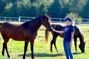 Arabian horse expert Sue Unger connects with Ana the bay mare at Chimacums Arabians at Egg I on Saturday. Behind them is liver chestnut Arabian mare Joelle. The farm was one of the stops on the weekends Jefferson County Farm Tour, which concluded Sunday. (Diane Urbani de la Paz/For Peninsula Daily News)