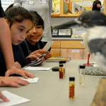 Matthew Nash/ Olympic Peninsula News Group
Ellen Dryke and Kassie Montero examine salmon eggs while learning about the American Dipper at the 2019 Dungeness River Festival. After a hiatus, the festival returns Friday.