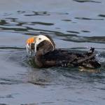 A tufted puffin can hold many fish in its beak with a raspy tongue before carrying them to its cliffside burrows to feed its puffling. Both parents take turns raising the single puffling. If the puffling dies, the mother does not have the capacity to lay another egg that year, according to Peter Hodum, professor at the University of Puget Sound. (Photo courtesy of Scott Pearson)