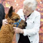 Darlene Pittsley of Port Angeles gives some attention to Rosie, an alpaca, during a fundraising flea market to benefit the non-profit Olympic Peninsula Llama/Alpaca Rescue on Saturday at the Moose Lodge in Port Angeles. The three-day event, which also featured live demonstrations and photos with alpacas, was scheduled to correspond with National Alpaca Farm Days. (Keith Thorpe/Peninsula Daily News)