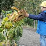 Leo Wright, 3, of Port Townsend examines an end-of-season sunflower at the Sequim Botanical Garden near the Albert Haller Playfields at the Water Reuse Demonstration Site on Wednesday. The garden features a variety of flowers and plants maintained the city and by local gardening groups. (Keith Thorpe/Peninsula Daily News)