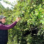 Ann Brtittain of Sequim picks apples in the orchard during Applestock 2023. (Keith Thorpe/Peninsula Daily News)