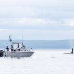One of the duties of the Washington Department of Fish and Wildlife police is to make sure boats do not get too close to orcas. The whales and the boat are too close here, but in this case, it appeared that the transient whales (a trio that has been seen in the area often lately) moved closer to the boat. During a discussion with the WDFW policemen on patrol, the fisherman stated they hadnt immediately noticed the whales and when they did notice, they moved. (Emily Matthiessen /Olympic Peninsula News Group)
