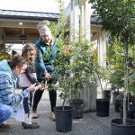 Ashley Rizan of Port Angeles, left, and her daughter, Zoe Rizan, 6, get assistance from City Shade project volunteer Drea Moore with picking out the perfect English oak tree during Saturdays tree giveaway in front of Vern Burton Community Center in Port Angeles. About 250 trees, grown in the City Shade Nursery, were distributed to Port Angeles residents with the goal of having them planted along city rights-of-way to contribute to the communitys forest canopy. Another City Shade tree giveaway is planned for spring 2024. (Keith Thorpe/Peninsula Daily News)