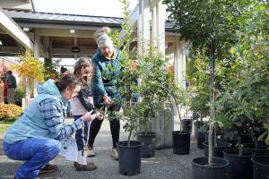 Ashley Rizan of Port Angeles, left, and her daughter, Zoe Rizan, 6, get assistance from City Shade project volunteer Drea Moore with picking out the perfect English oak tree during Saturdays tree giveaway in front of Vern Burton Community Center in Port Angeles. About 250 trees, grown in the City Shade Nursery, were distributed to Port Angeles residents with the goal of having them planted along city rights-of-way to contribute to the communitys forest canopy. Another City Shade tree giveaway is planned for spring 2024. (Keith Thorpe/Peninsula Daily News)