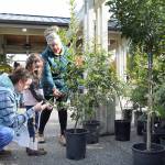 Ashley Rizan of Port Angeles, left, and her daughter, Zoe Rizan, 6, get assistance from City Shade project volunteer Drea Moore with picking out the perfect English oak tree during Saturdays tree giveaway in front of Vern Burton Community Center in Port Angeles. About 250 trees, grown in the City Shade Nursery, were distributed to Port Angeles residents with the goal of having them planted along city rights-of-way to contribute to the communitys forest canopy. Another City Shade tree giveaway is planned for spring 2024. (Keith Thorpe/Peninsula Daily News)