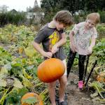 Emmett Boyack, 18, holds a freshly picked pumpkin as his sister, Lucy Boyack, 8, looks on at the pumpkin patch behind Agnew Grocery east of Port Angeles. The Sequim youngsters were on a family outing to harvest the gourds for Halloween. (Keith Thorpe/Peninsula Daily News)