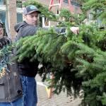 KEITH THORPE/PENINSULA DAILY NEWS
Port Angeles Parks and Recreation Department workers Eli Hammel, left, and Todd Shay string lights on the downtown Port Angeles Christmas tree at the Conrad Dyar Memorial Fountain on Tuesday in preparation for Saturday's lightning ceremony.