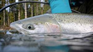 Steelhead fishing on the outer coastal rivers in Olympic National Park is closed beginning Monday. (Chase Gunnel/WDFW)