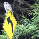 A barred owl perched on a road sign. (Pat Neal/for Peninsula Daily News)