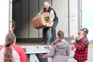 Judy Tordini, top, helps unload a bundle of six wreaths from a truck that arrived Wednesday afternoon at the Church of Latter-Day Saints parking lot on Monroe Road in Port Angeles. From left to right, Gwen Oden, Erin Rousos and Jim Bower were among a host of volunteers who helped receive 2,411 wreaths for local cemeteries. The wreaths from Maine will be distributed in Saturday ceremonies. (Dave Logan/for Peninsula Daily News)